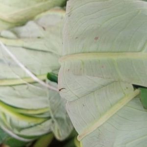 Feuilles de macabo