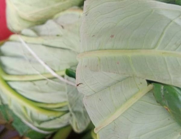 Feuilles de macabo