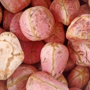 Kola