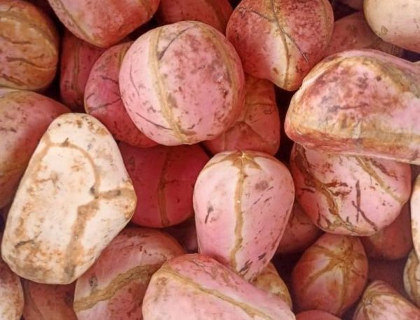 Kola